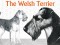 F 246 The Welsh Terrier