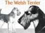 F 246 The Welsh Terrier