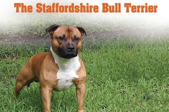 F 276 The Stafforshire Bull Terrier