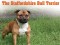 F 276 The Stafforshire Bull Terrier