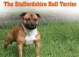 F 276 The Stafforshire Bull Terrier