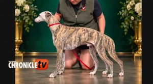 AIWhippet