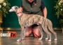AIWhippet