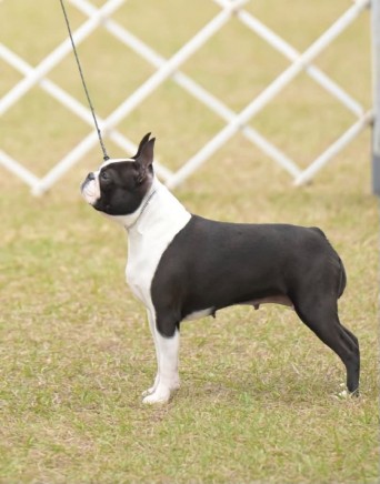 BostonTerrier.png