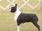 BostonTerrier.png