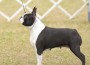 BostonTerrier.png