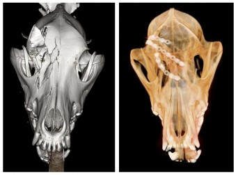 CT before after