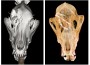 CT before after