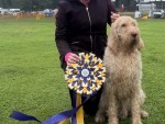 Collina D’Oro Big Sky’s Yellowstone at PI Gun Dogs