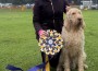 Collina D’Oro Big Sky’s Yellowstone at PI Gun Dogs