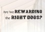 F 196 Rewarding Right Dogs
