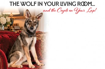 F 222 Wolf in your Living Room