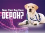 F 244 Does Your Dog Have DEPOH