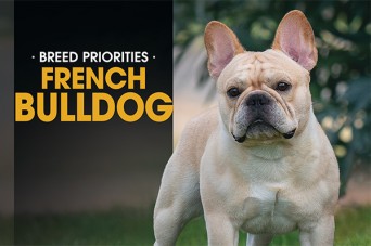 F 280 BP French Bulldog