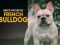 F 280 BP French Bulldog
