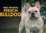 F 280 BP French Bulldog