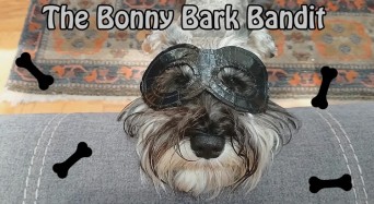 Trick Dog Bonny Bark