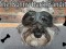 Trick Dog Bonny Bark