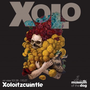 Xolo-Social_Square-1-2048x2048.png